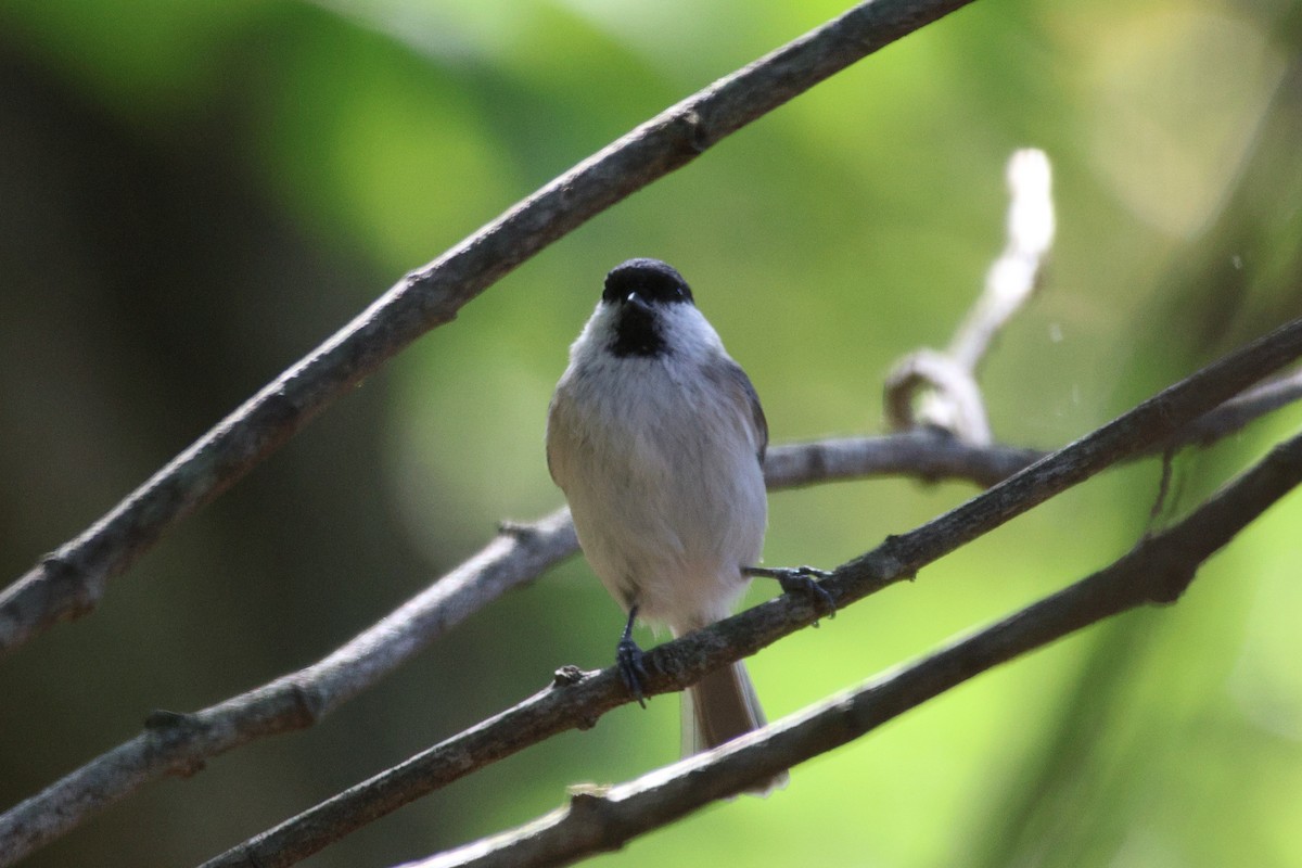 Гаїчка болотяна - ML646692125