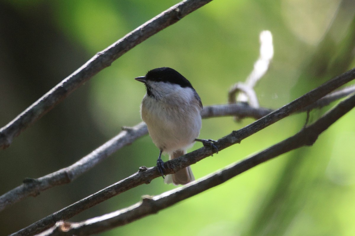 Гаїчка болотяна - ML646692126