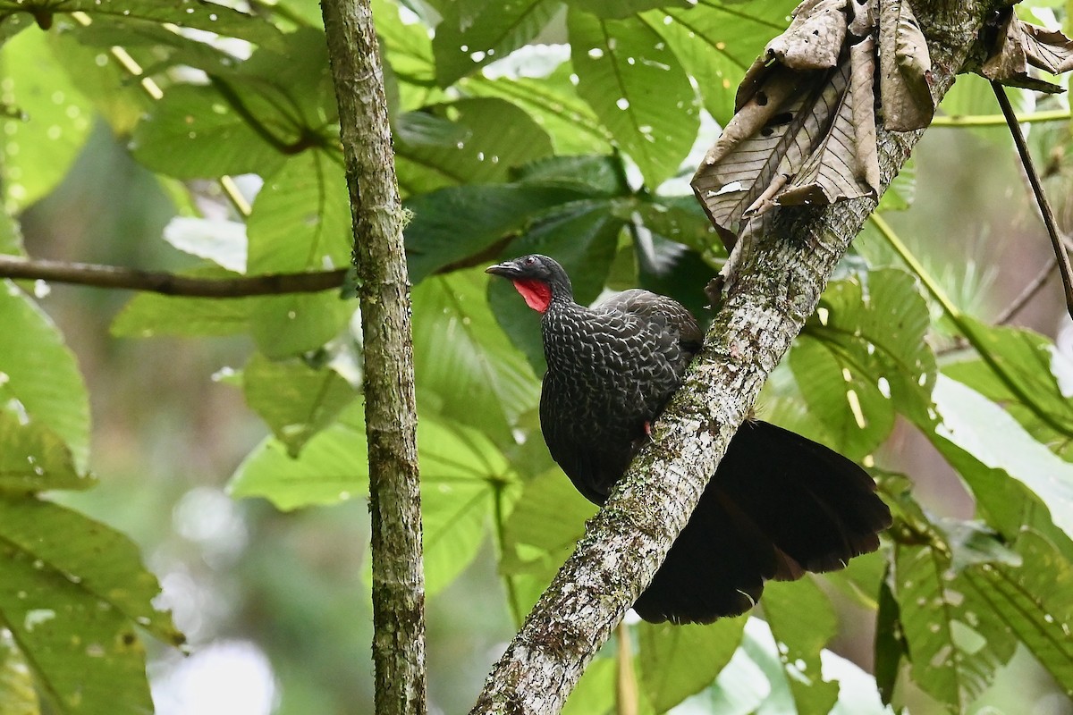 Cauca Guan - ML646692127
