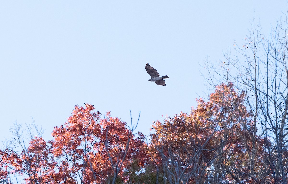 Red-tailed Hawk (fuertesi) - ML646692128