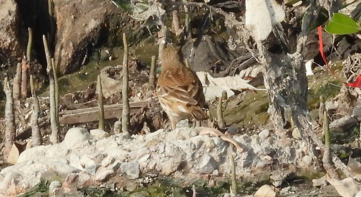 Water Pipit - ML646692129