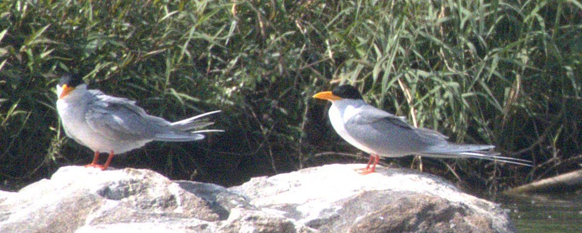 River Tern - ML646692130