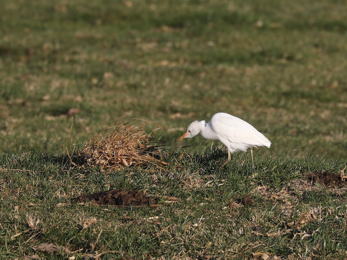 Чапля єгипетська західна - ML646692132