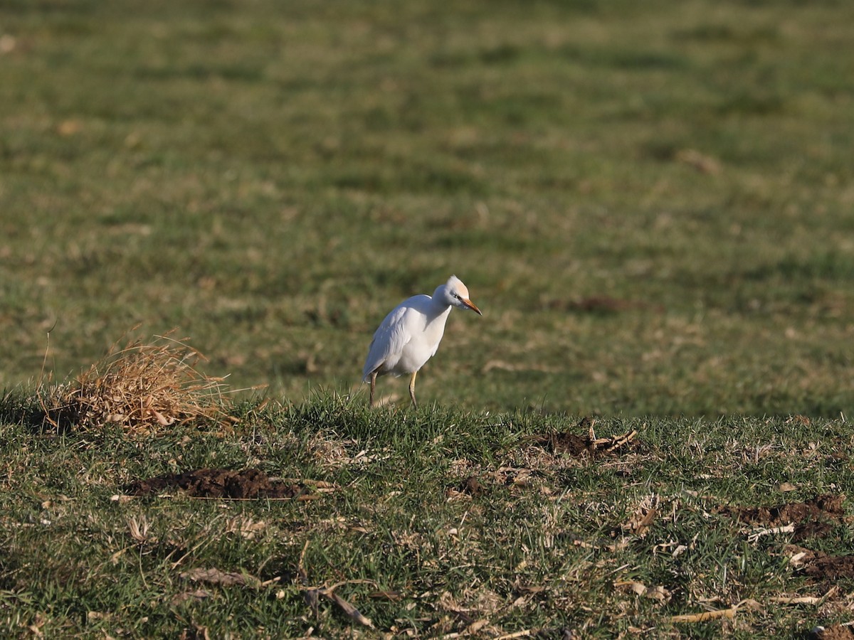 Чапля єгипетська західна - ML646692133