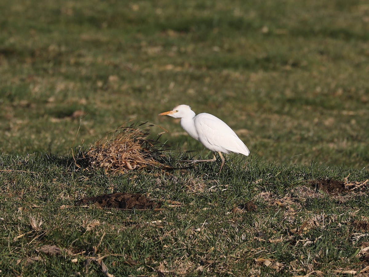 Чапля єгипетська західна - ML646692134