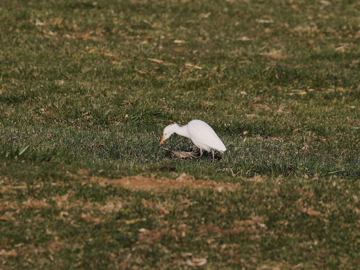 Чапля єгипетська західна - ML646692135