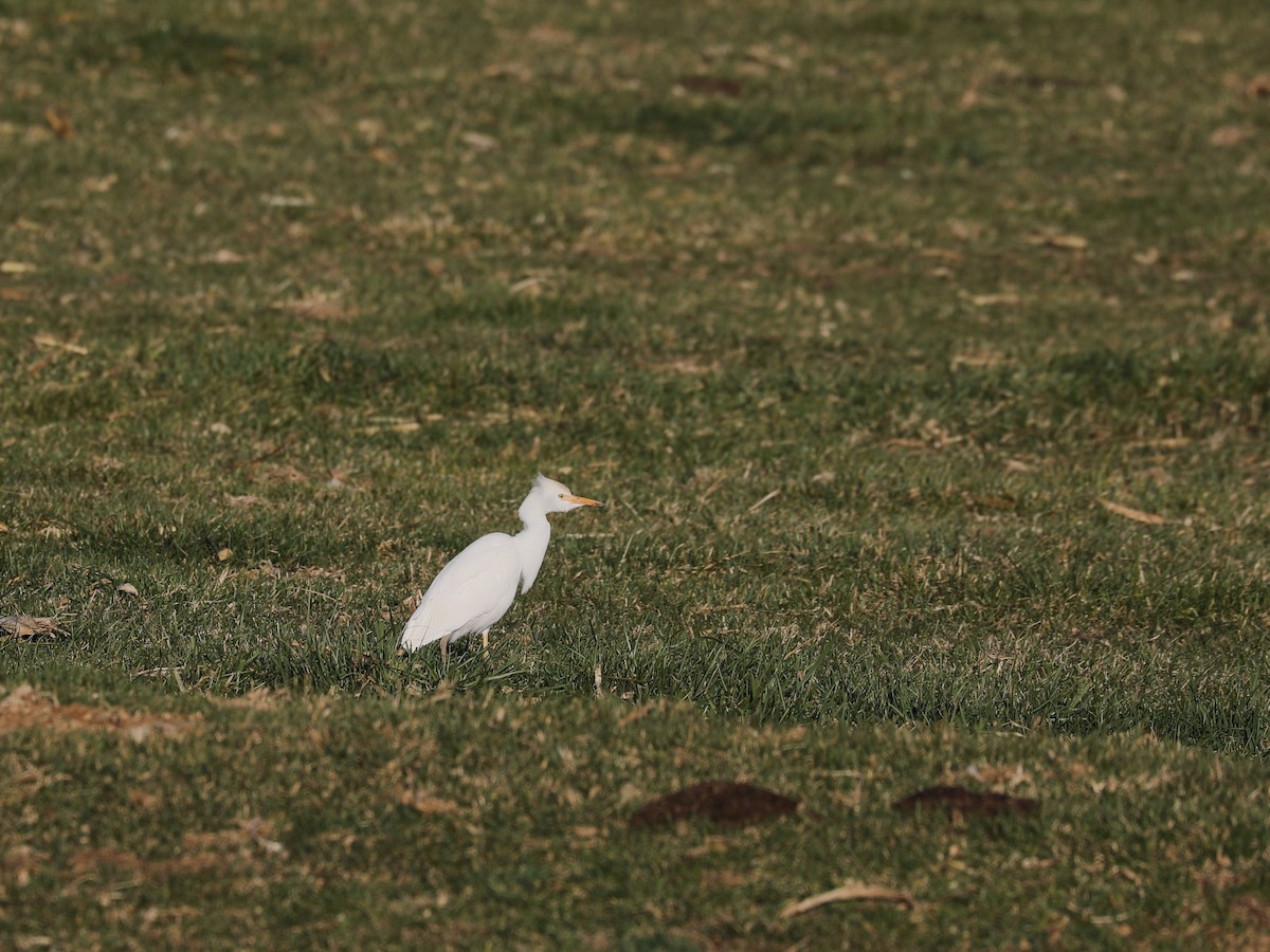 Чапля єгипетська західна - ML646692136