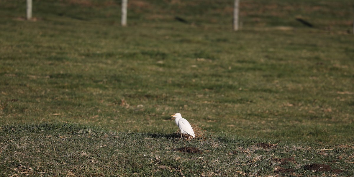 Чапля єгипетська західна - ML646692137