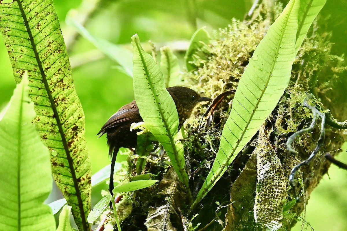 Spotted Barbtail - ML646692138