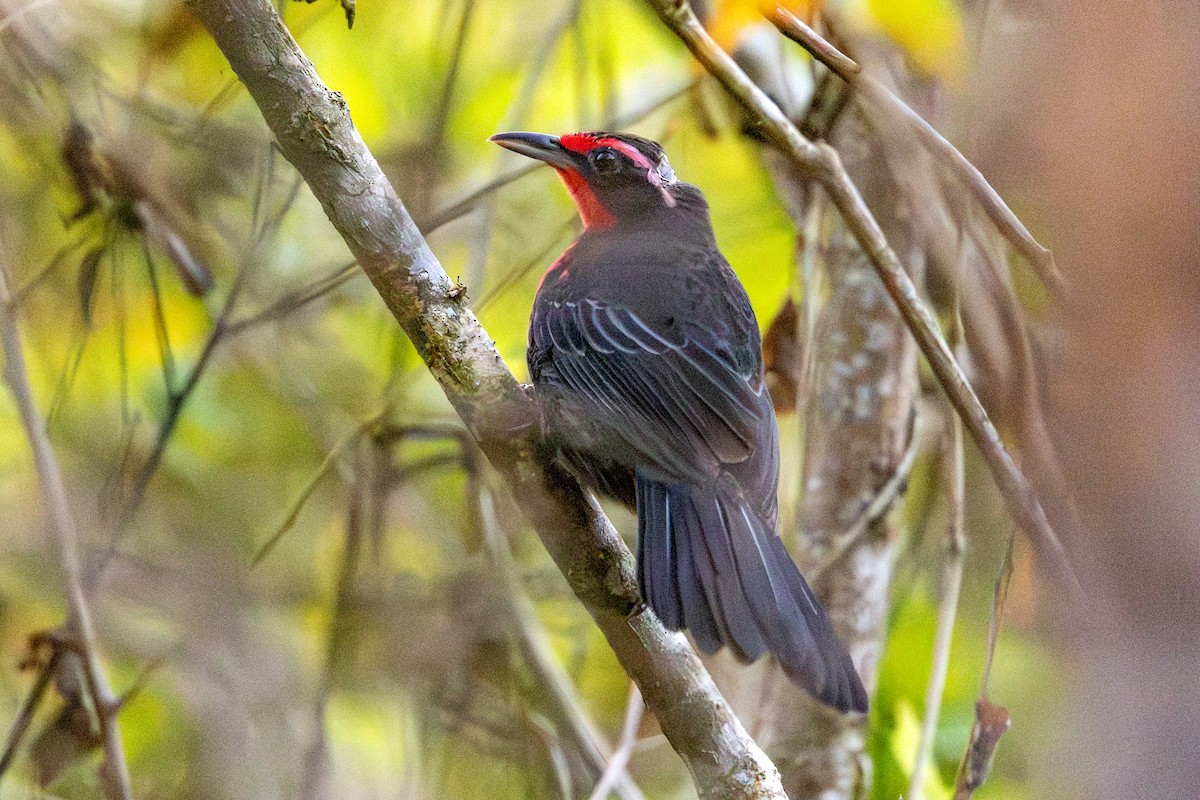 Rosy Thrush-Tanager - ML646692139