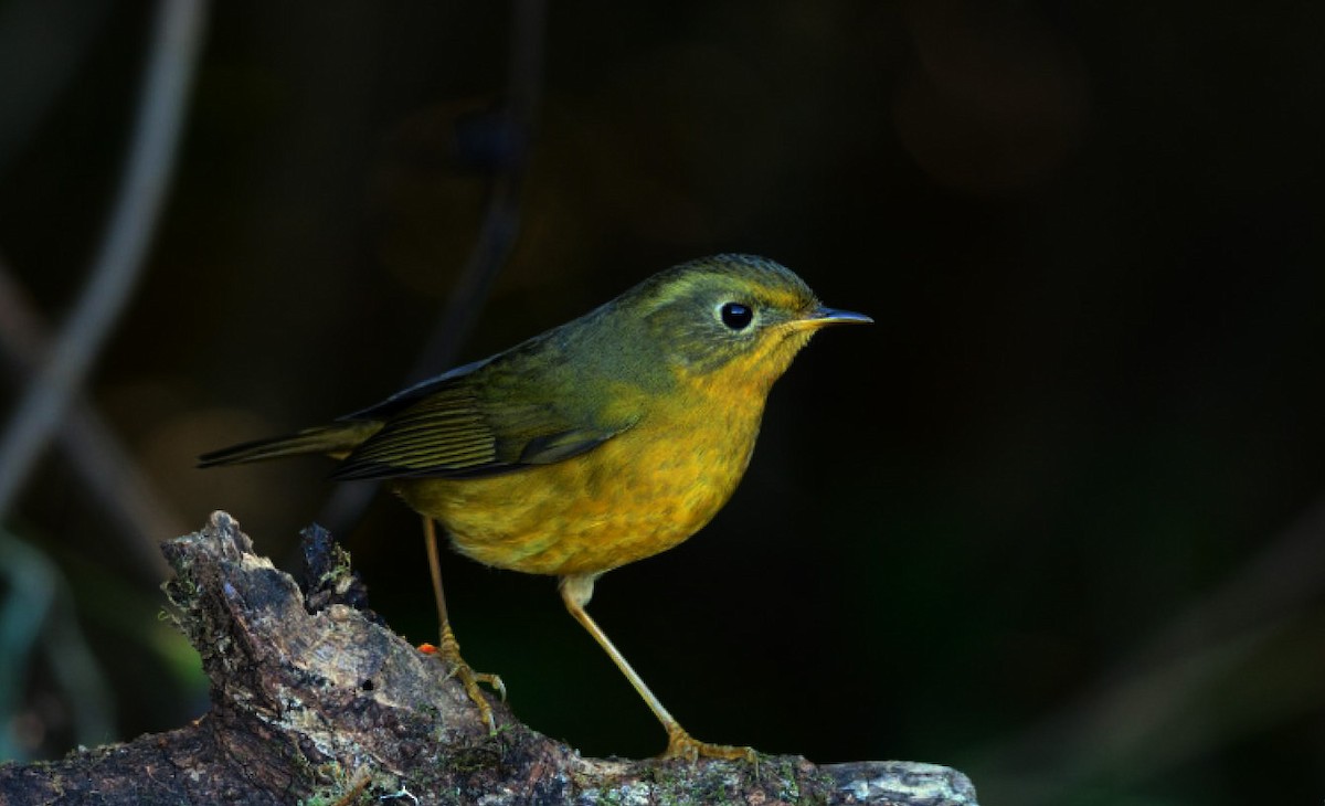 Golden Bush-Robin - ML646692141