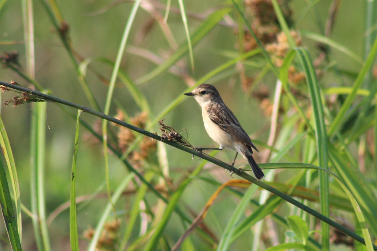 Pitxartxar siberiarra - ML646692142