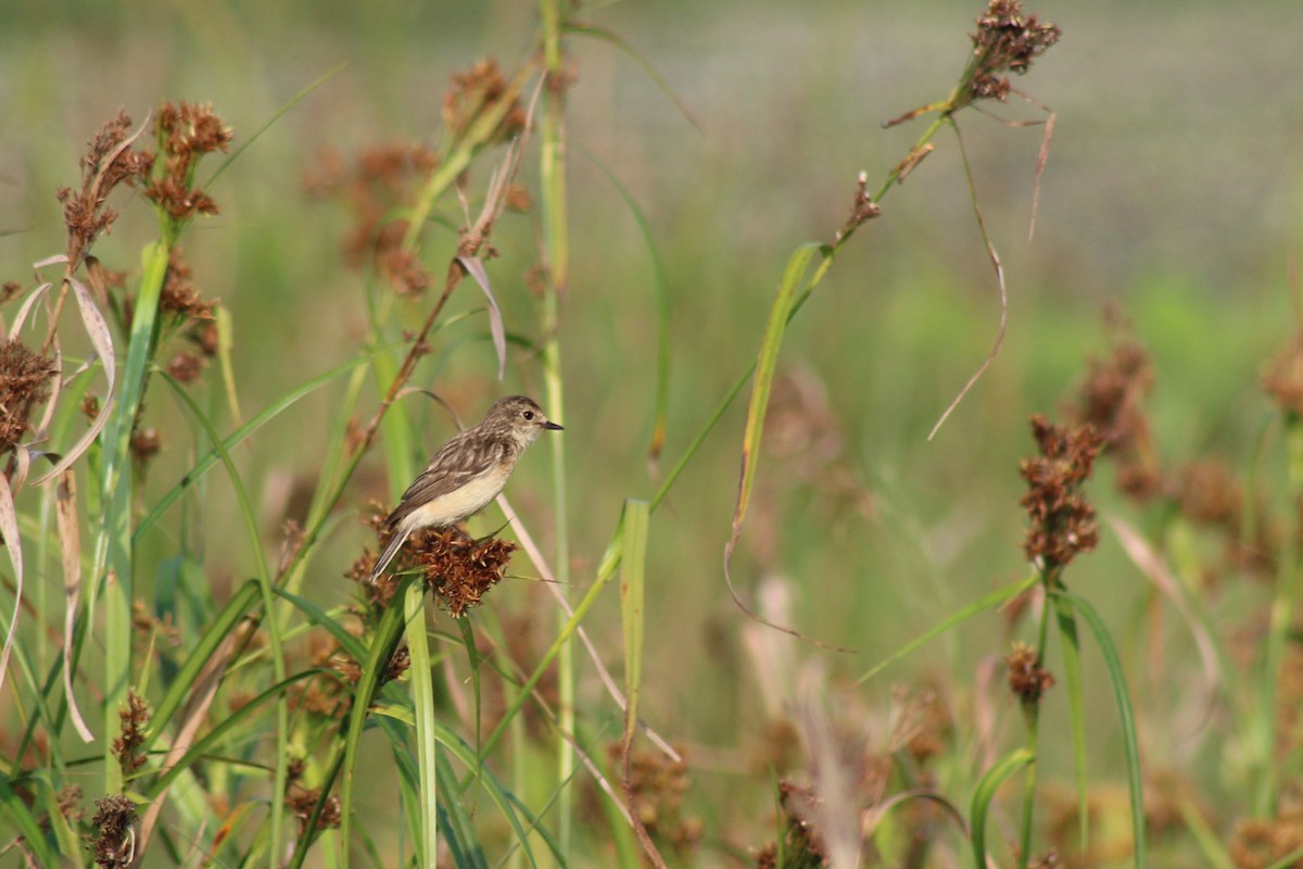 Pitxartxar siberiarra - ML646692143