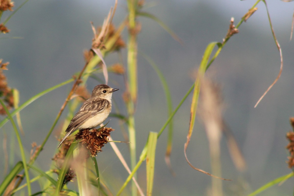 Pitxartxar siberiarra - ML646692144