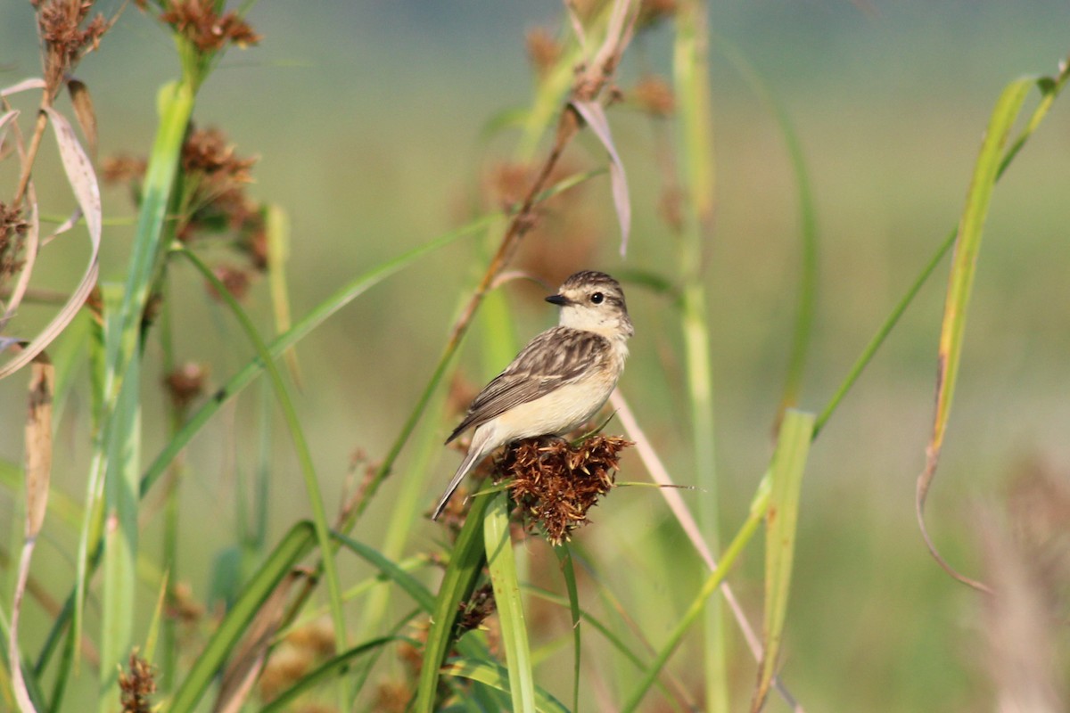 Pitxartxar siberiarra - ML646692145