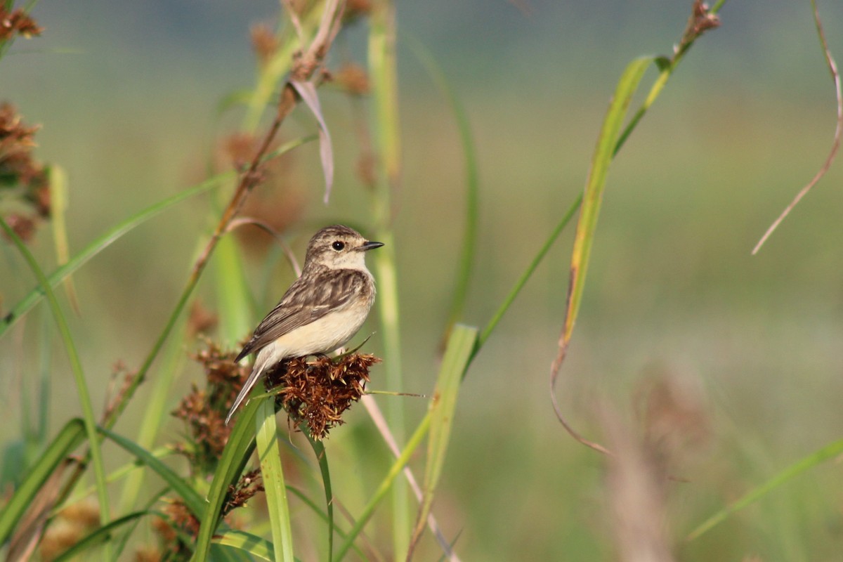 Pitxartxar siberiarra - ML646692146