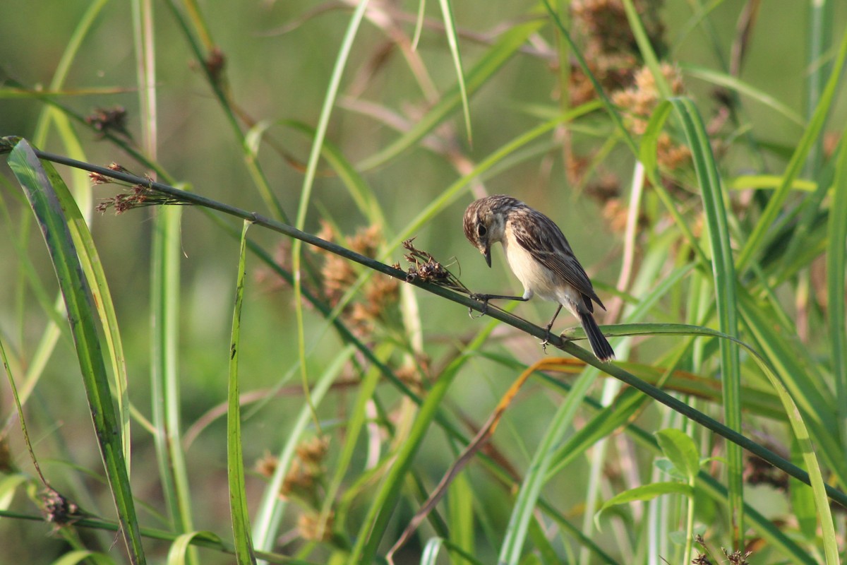 Pitxartxar siberiarra - ML646692147