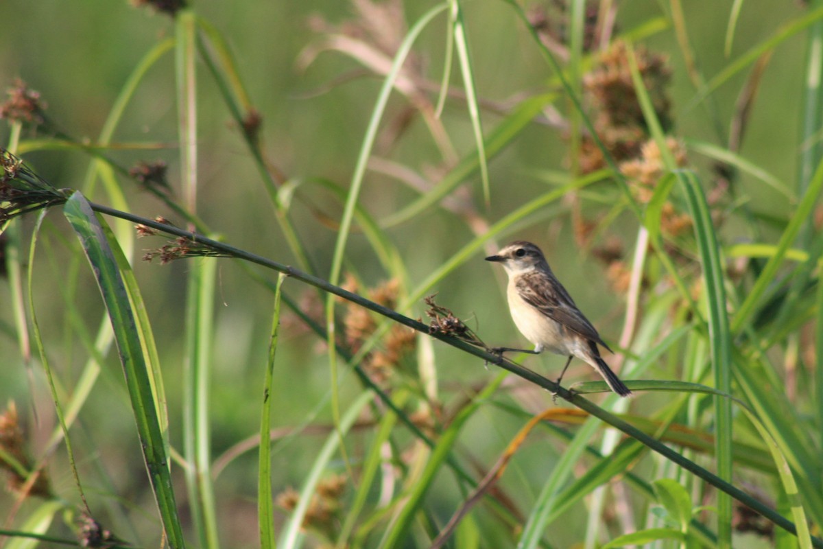 Pitxartxar siberiarra - ML646692148