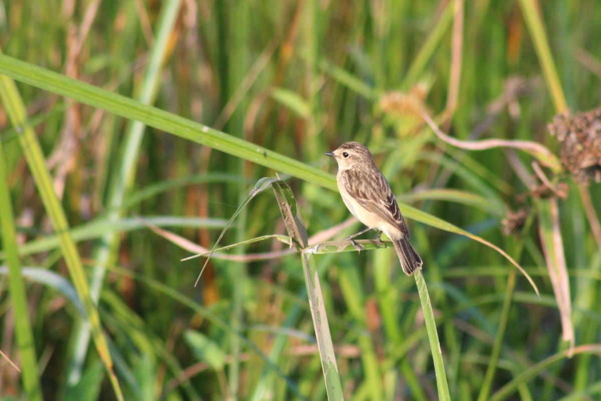 Pitxartxar siberiarra - ML646692149