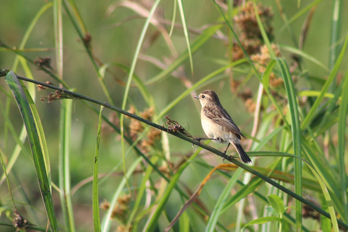 Pitxartxar siberiarra - ML646692150