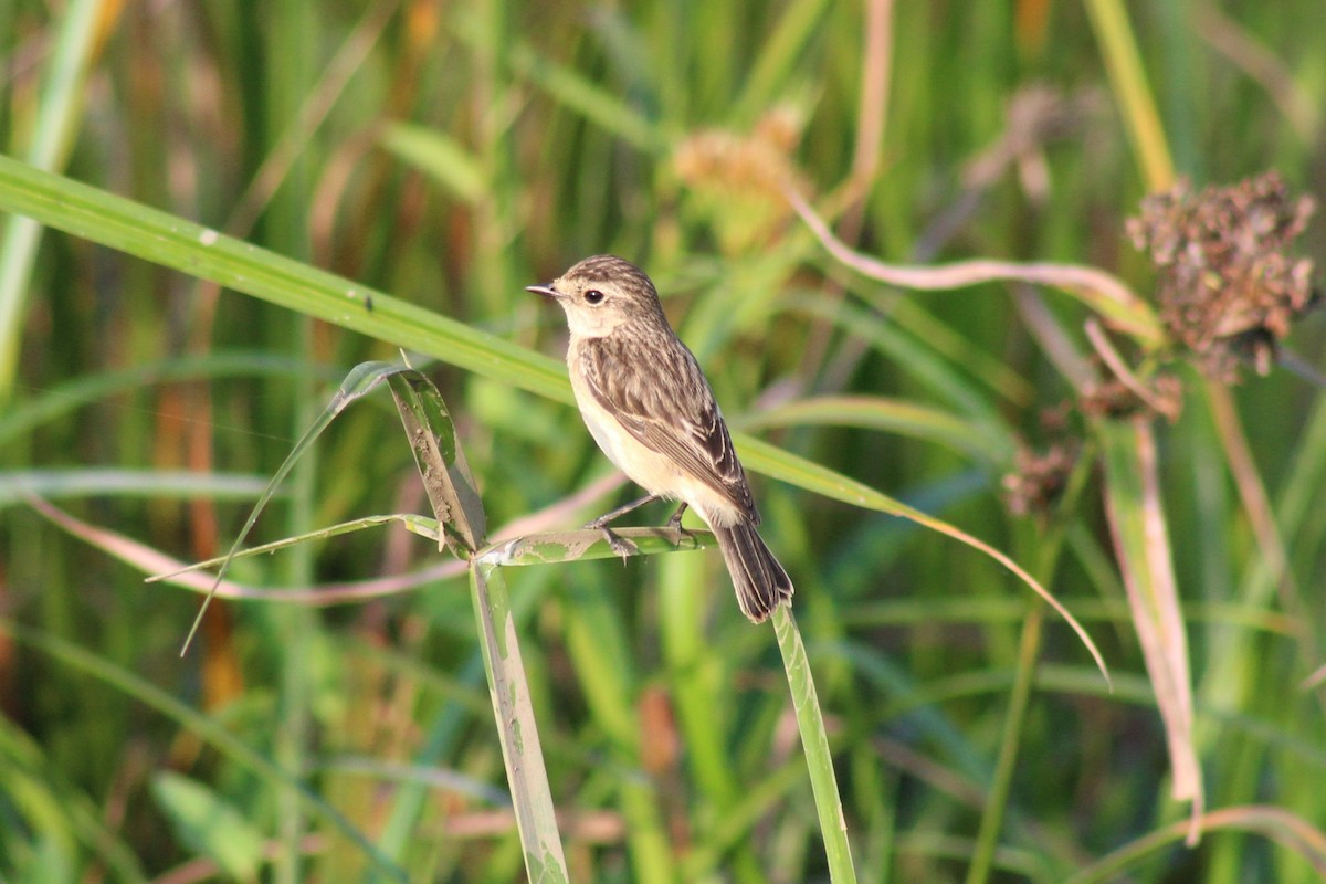 Pitxartxar siberiarra - ML646692151