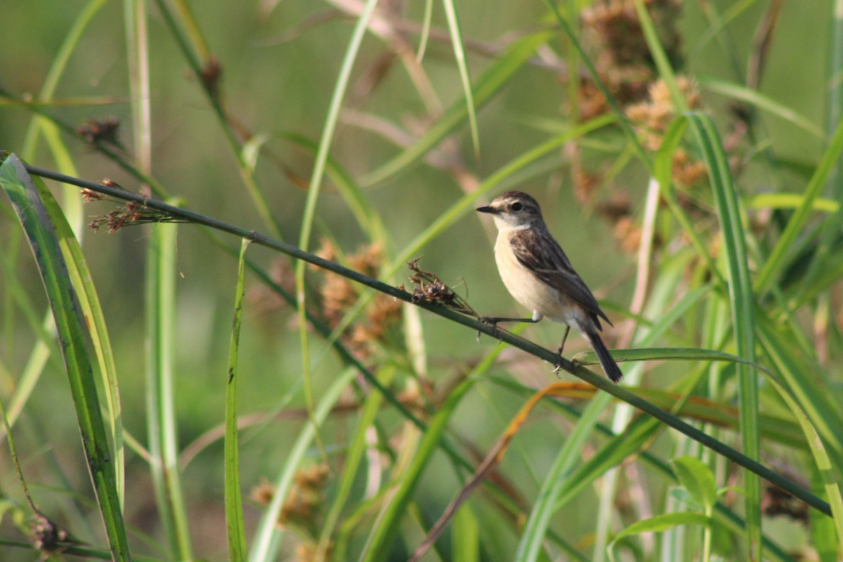 Pitxartxar siberiarra - ML646692152