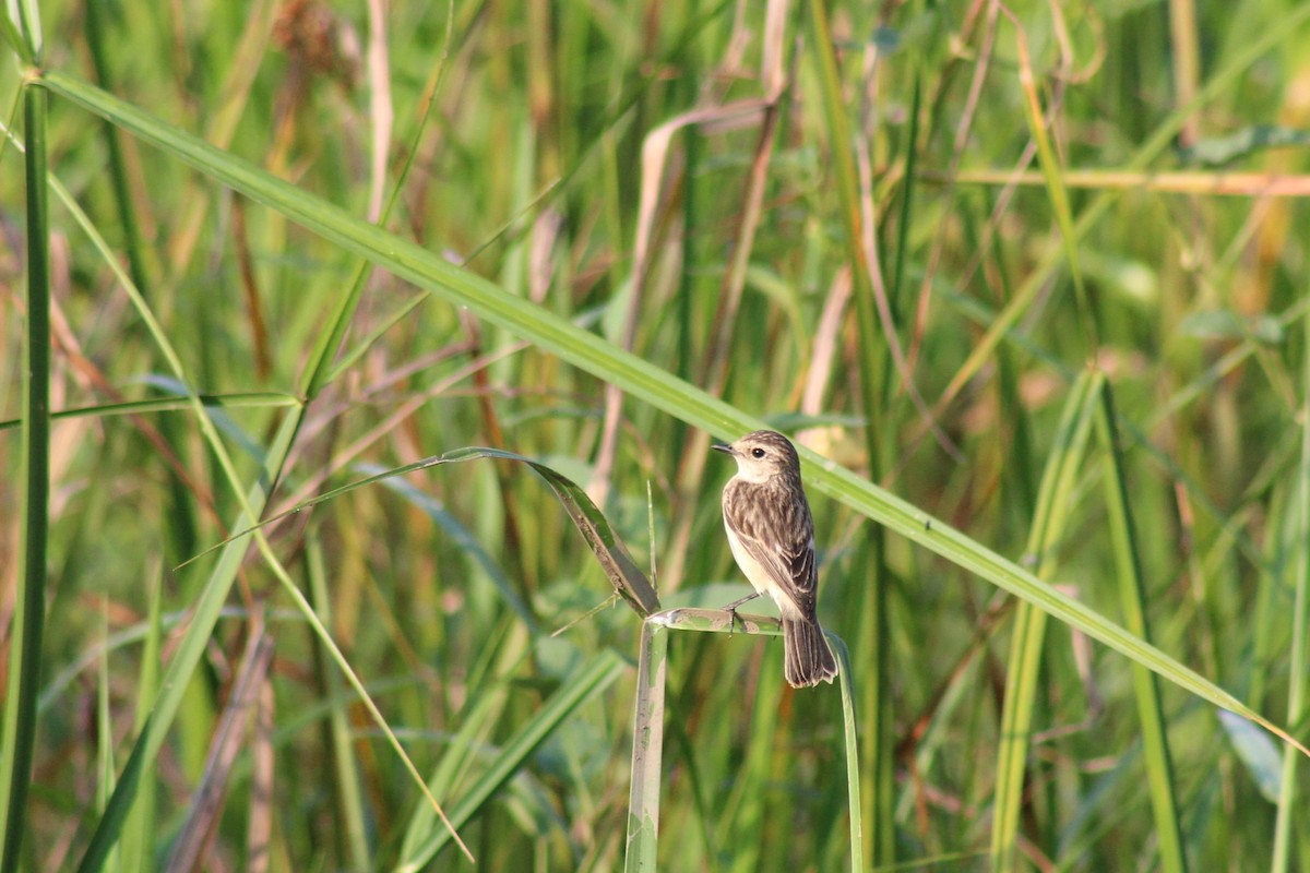 Pitxartxar siberiarra - ML646692153