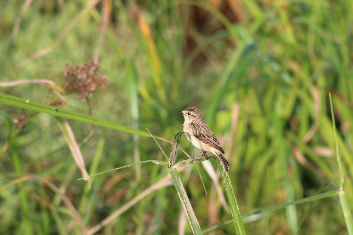 Pitxartxar siberiarra - ML646692154