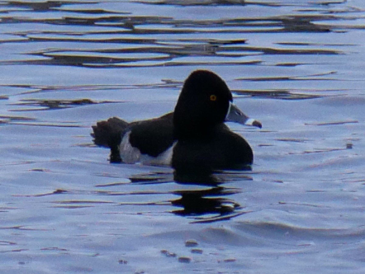 Ring-necked Duck - ML646692155