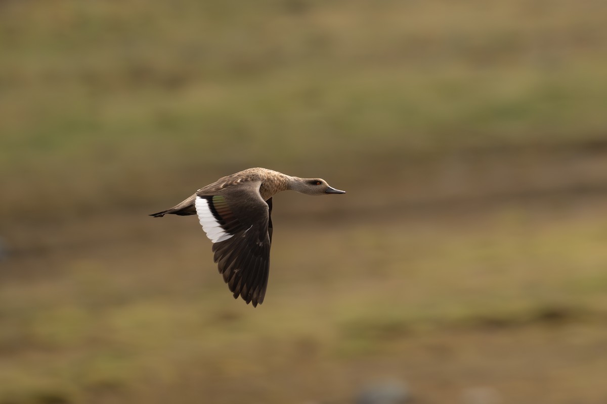 kachna vlasatá - ML646692156