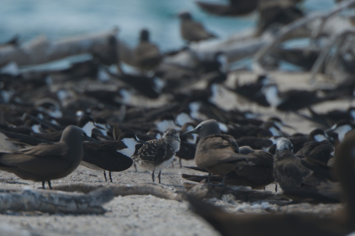 烏領燕鷗 - ML646692157