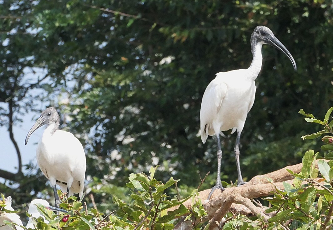 Black-headed Ibis - ML646692158