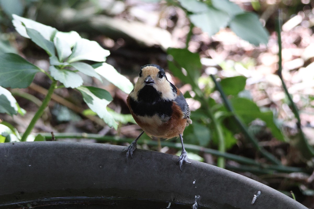 Гаїчка японська - ML646692161