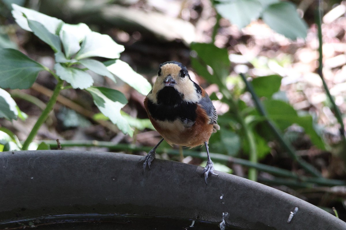 Гаїчка японська - ML646692162