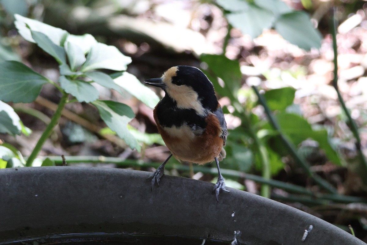 Гаїчка японська - ML646692163