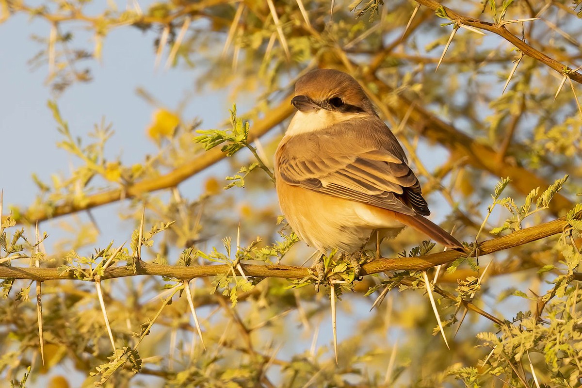 Isabelline Shrike - ML646692164