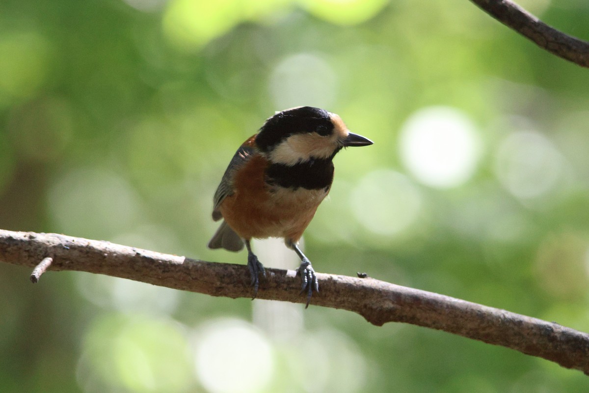 Гаїчка японська - ML646692165