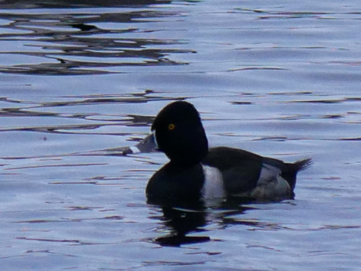 Ring-necked Duck - ML646692166