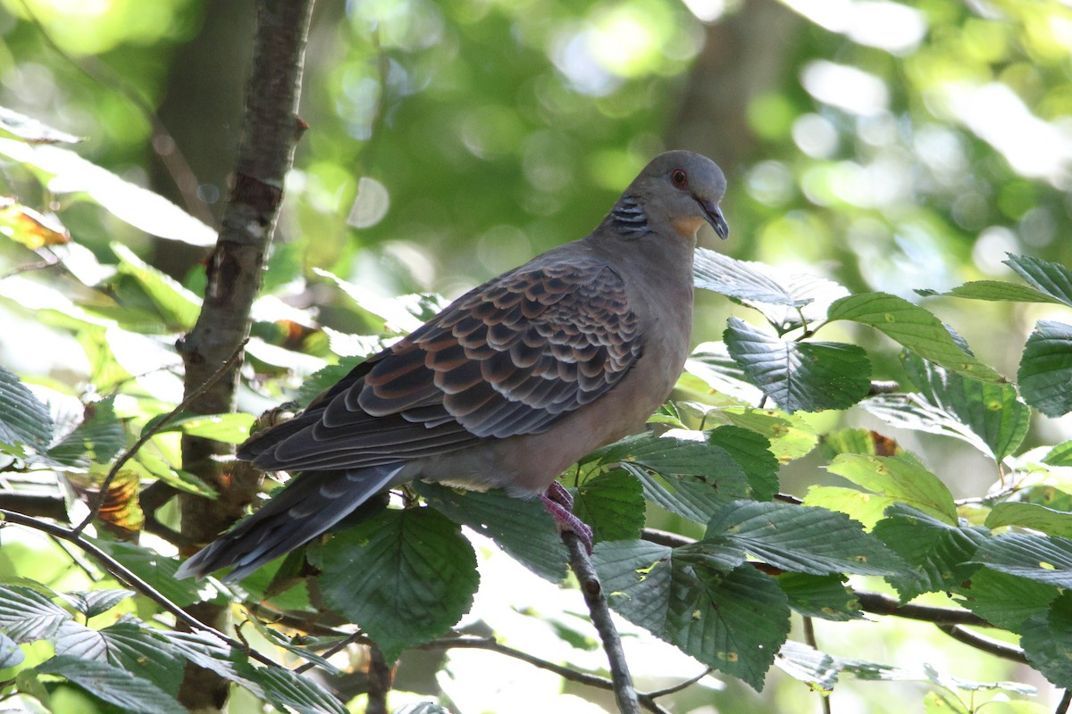 Горлиця велика - ML646692167