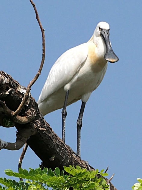 Eurasian Spoonbill - ML646692168