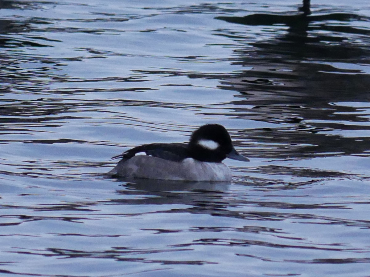 Bufflehead - ML646692169
