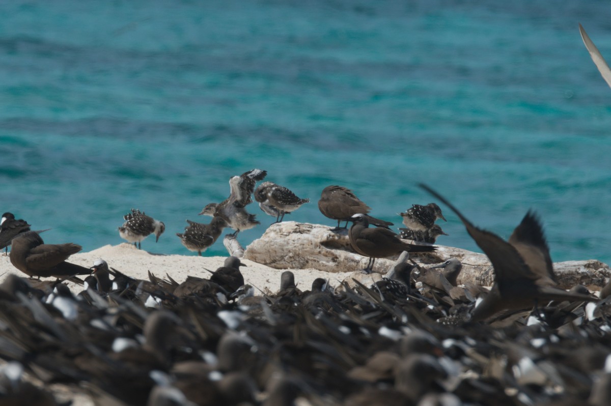 烏領燕鷗 - ML646692170