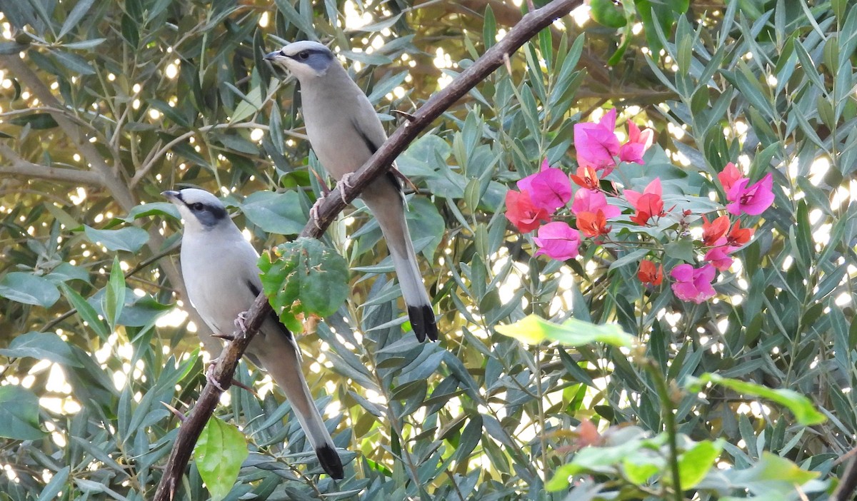 Hypocolius - ML646692171