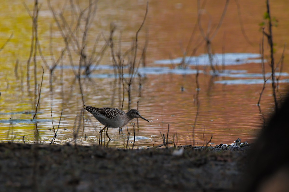 Wood Sandpiper - ML646692172