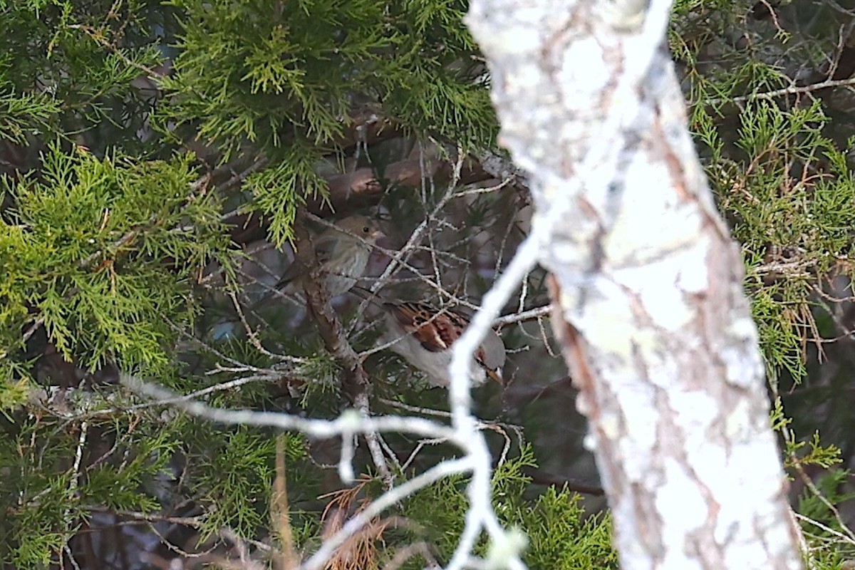 Passerin indigo - ML646692173