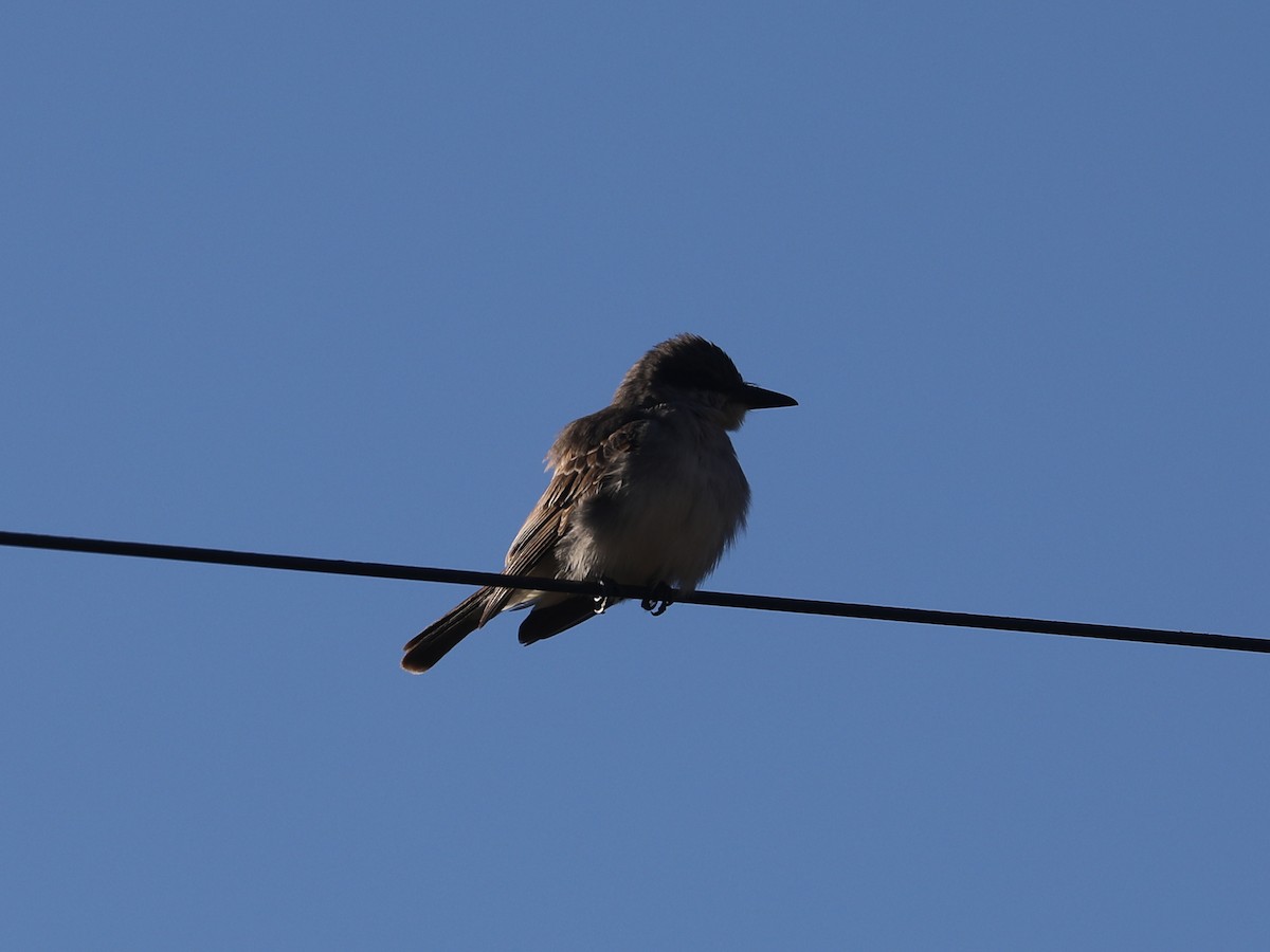 Тиран сірий - ML646692174