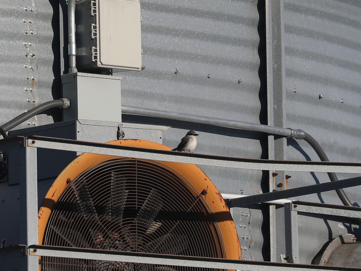 Тиран сірий - ML646692175