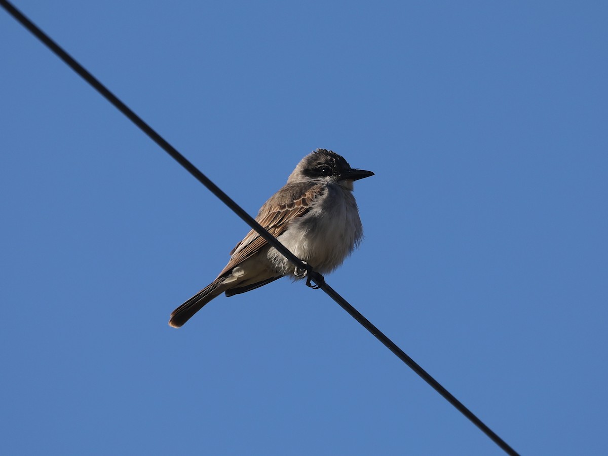 Тиран сірий - ML646692176