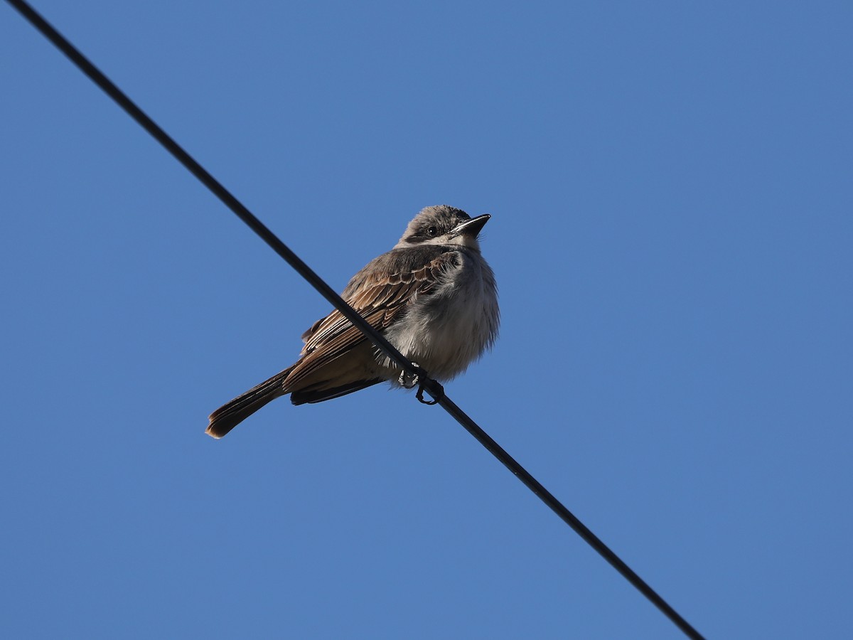 Тиран сірий - ML646692177