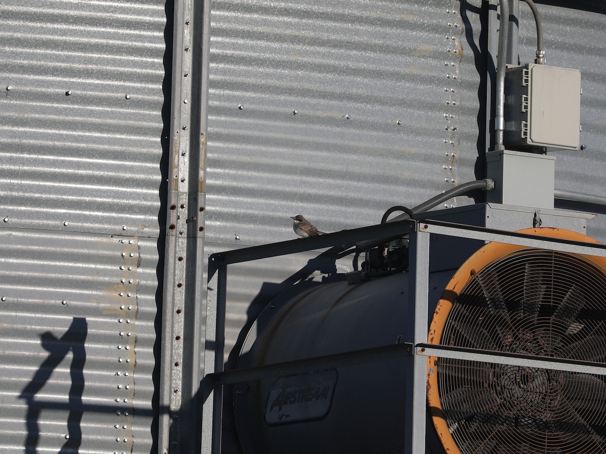 Тиран сірий - ML646692178